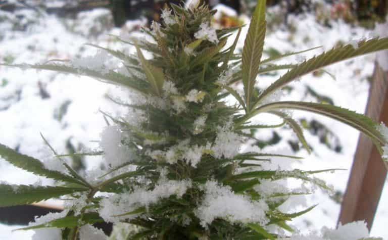 Cómo cuidar tus plantas de marihuana en invierno