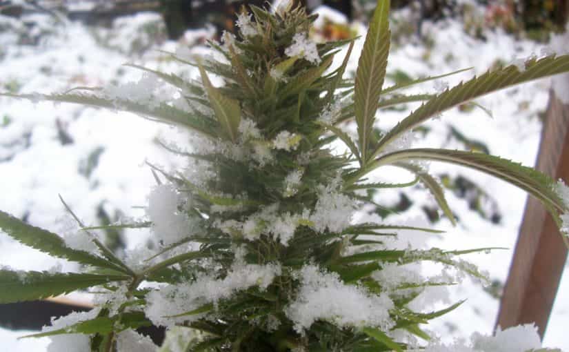 cultivar marihuna invierno