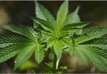 Decorar con plantas de marihuana en mi jardín