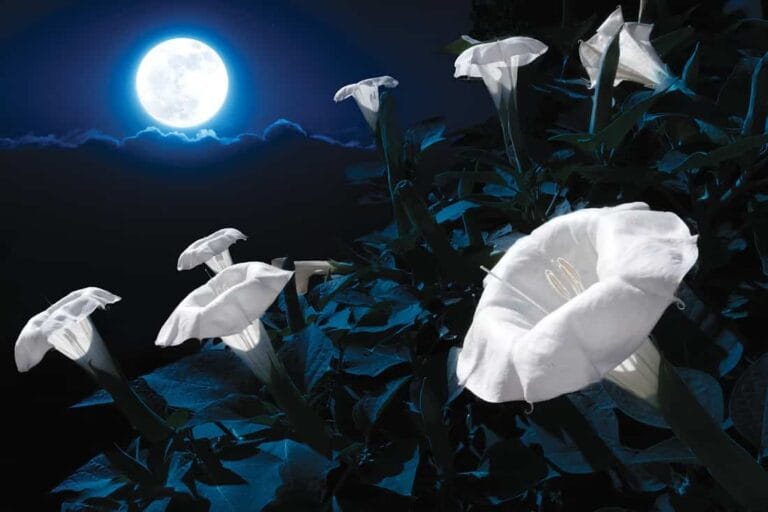 9 aromáticas flores que florecen por la noche