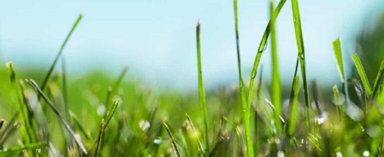 Consejos para cuidar el jardín en primavera Consejos para cuidar el jardín en primavera