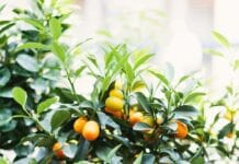 Consejos y cuidados para cultivar un árbol mandarino en maceta cultivar un árbol mandarino