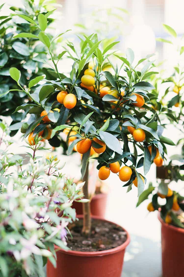 cultivar un árbol mandarino