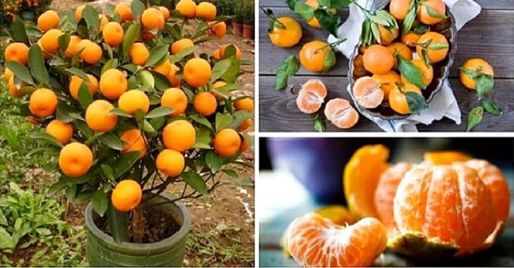 cultivar un árbol mandarino
