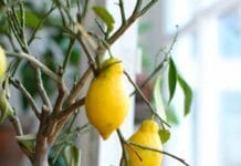 Cuidados para cultivar un limonero en una maceta cultivar un limonero en una maceta