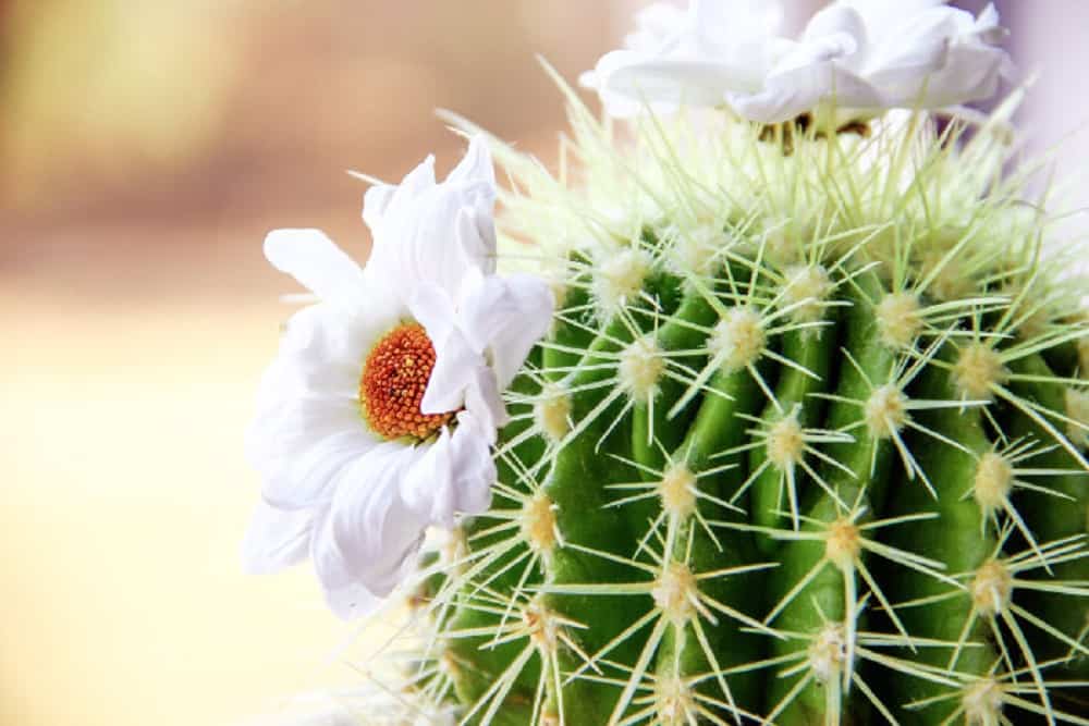 cuidar los cactus en primavera