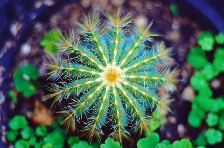 cuidar los cactus en primavera