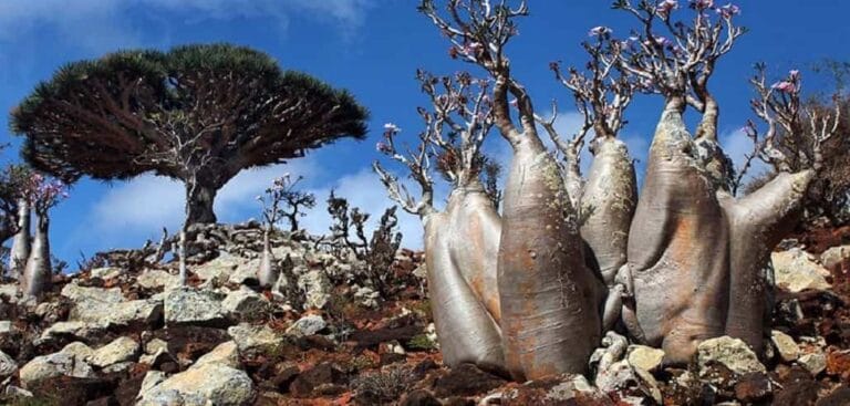 Grandes curiosidades de las plantas que no sabías Grandes curiosidades de las plantas que no sabías