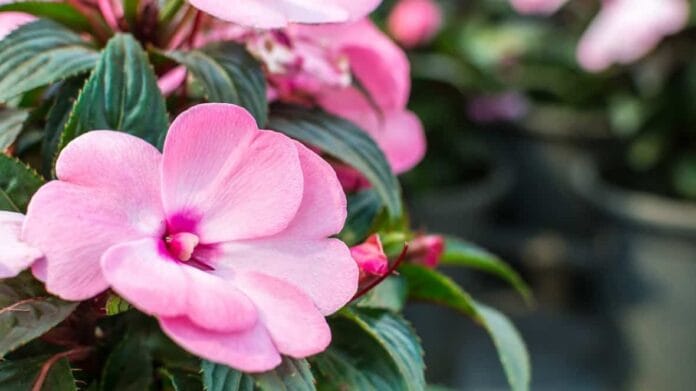 limpiar las plantas en verano