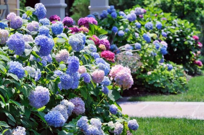 flores para zonas de sombra