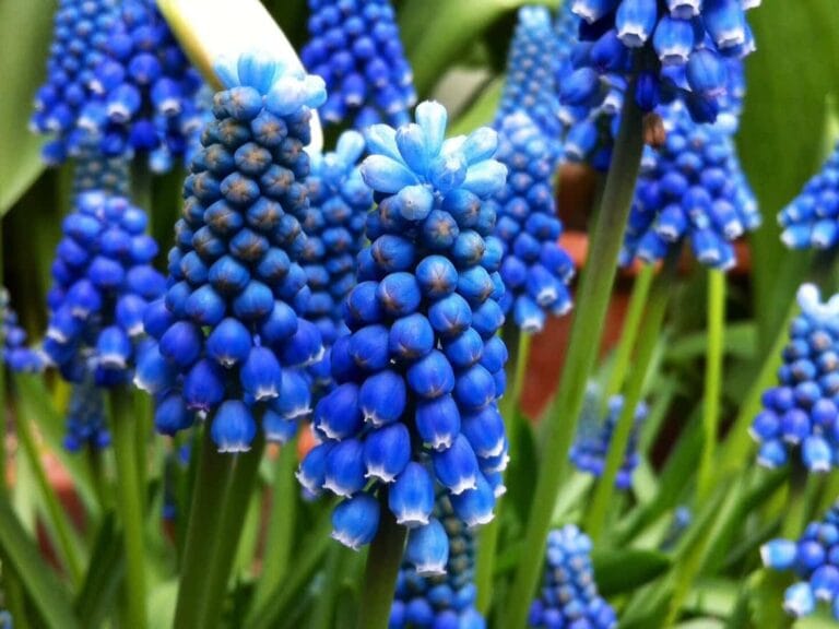 Flores azules para decorar el jardín. ¿Eres un amante de este color? Flores azules para decorar el jardín. ¿Eres un amante de este color?