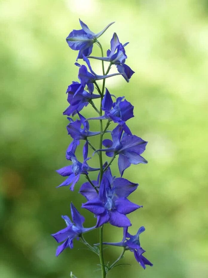 Flores azules para decorar el jardín. ¿Eres un amante de este color?