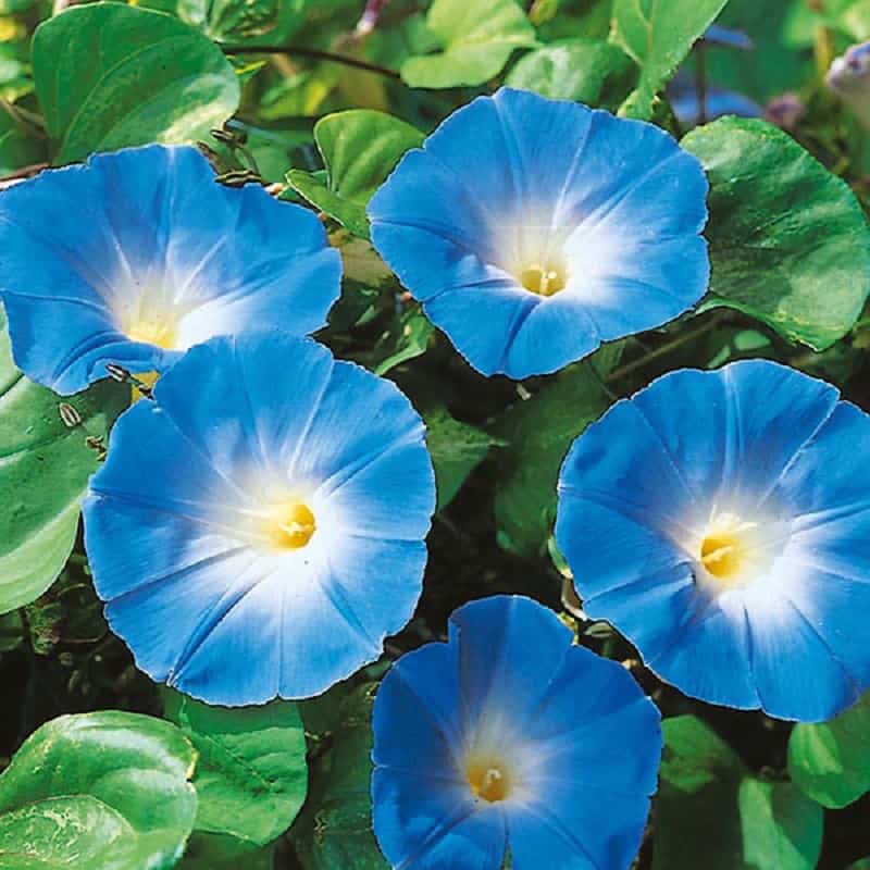 flores azules para decorar