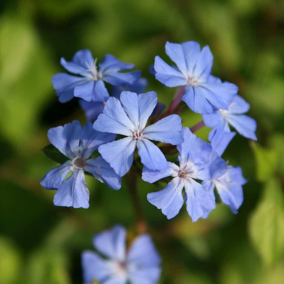 flores azules para decorar