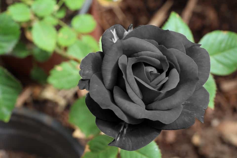 flores en color negro para decorar 