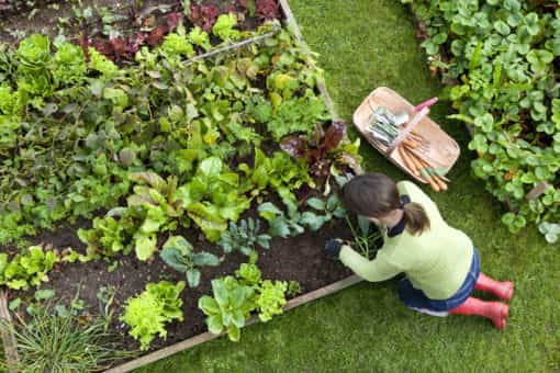 Consejos De Jardinería Para Principiantes Y Aficionados ¡no Te Los