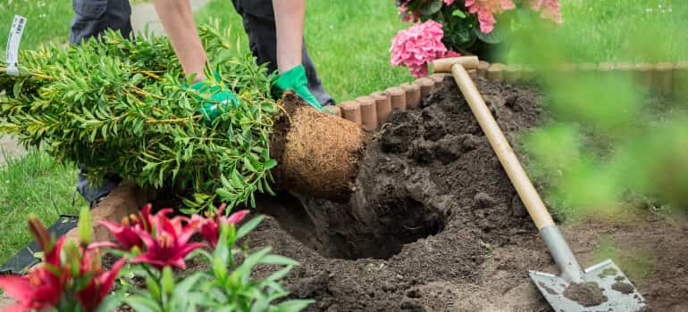 Consejos De Jardinería Para Principiantes Y Aficionados ¡no Te Los Pierdas