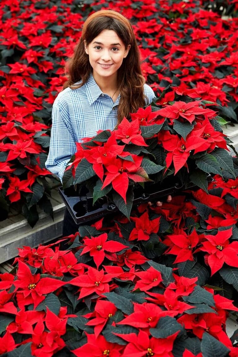 ¿Qué nos dicen las hojas de la poinsettia?
