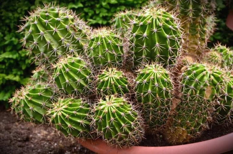 Consejos para un mejor cuidado de los cactus y crasas Consejos para un mejor cuidado de los cactus y crasas