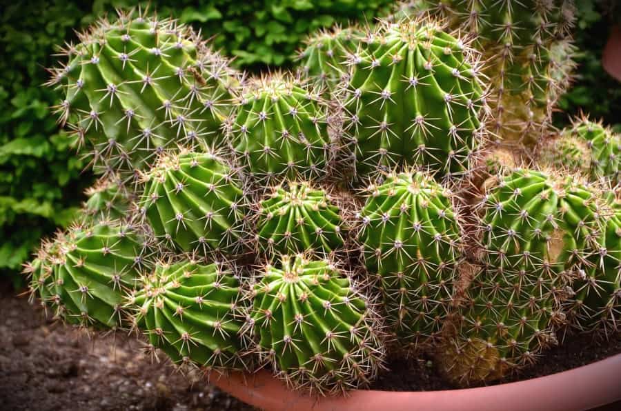cactus con espinas