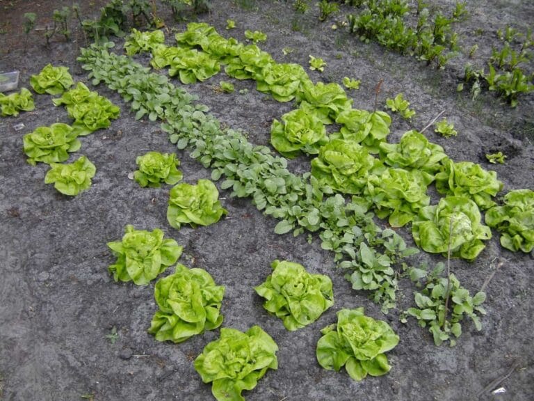 Los trucos para hacer de tu jardín un huerto para autoconsumo Los trucos para hacer de tu jardín un huerto para autoconsumo