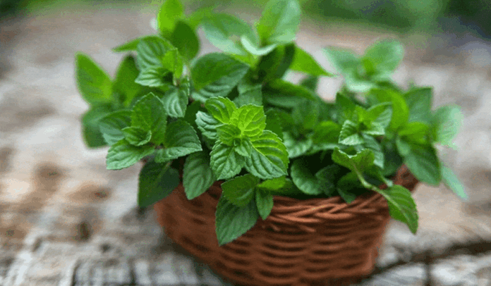 especias que puedes plantar en casa