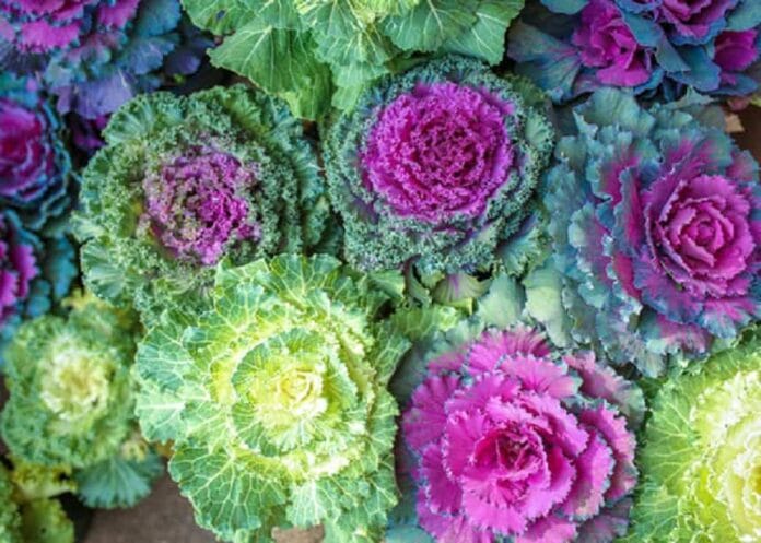 Plantas de interior