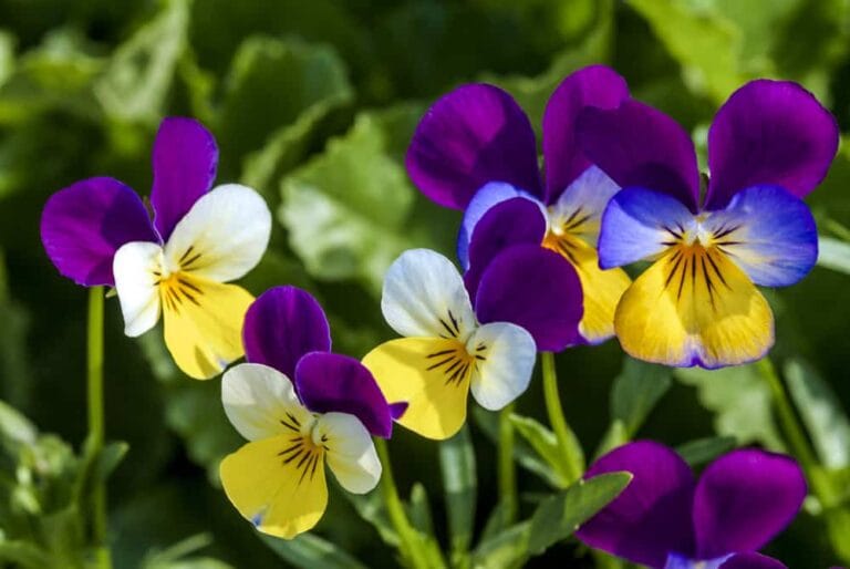 4 plantas de invierno para el jardín
