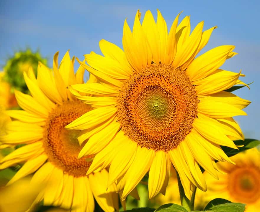 flores de color amarillo