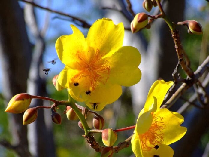 flores de color amarillo