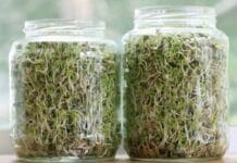 Como hacer abono casero de forma fácil para mantener tus plantas como hacer abono casero