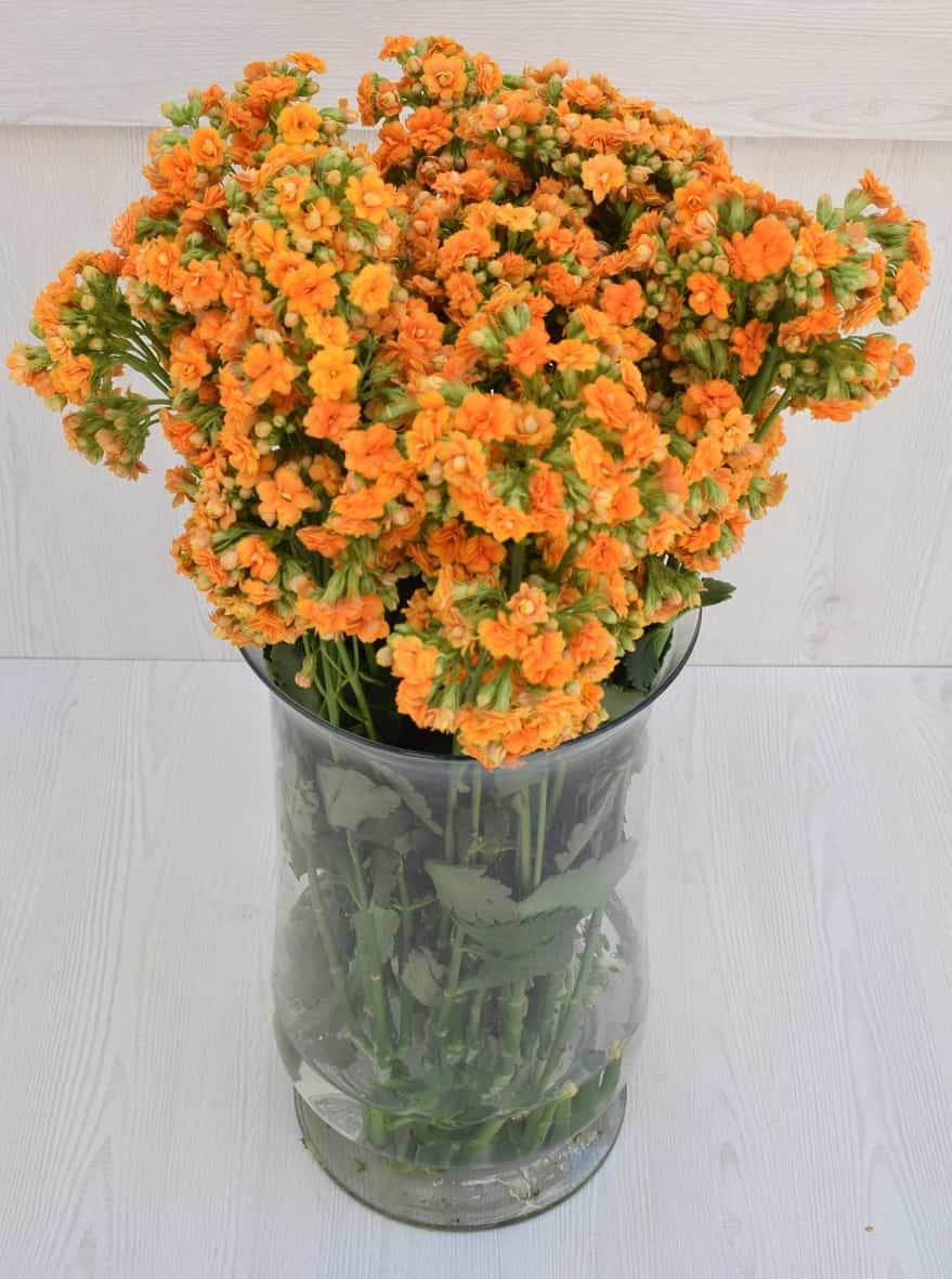 flores de color naranja