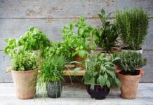 Claves y consejos para las plantas aromáticas plantas aromáticas