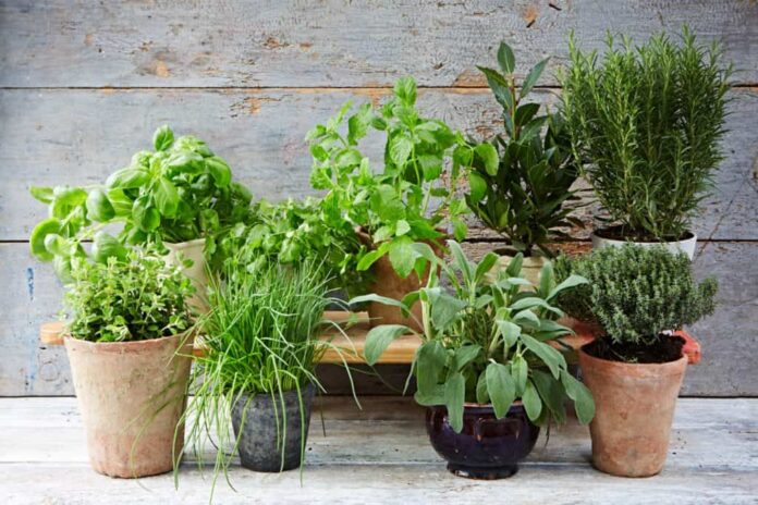 plantas aromáticas