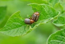 Cómo tratar las plagas y enfermedades comunes de las plantas Enfermedades comunes