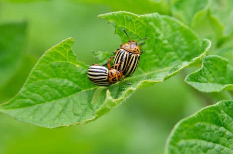 Cómo tratar las plagas y enfermedades comunes de las plantas Cómo tratar las plagas y enfermedades comunes de las plantas