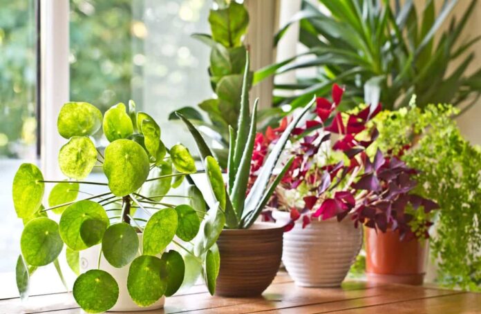 plantas de interior