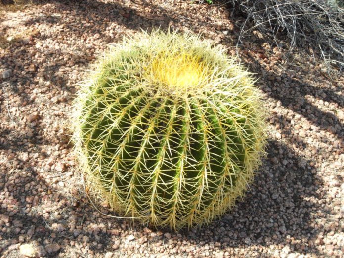 Asiento de la suegra o cactus erizo (Echinocactus grusonii)