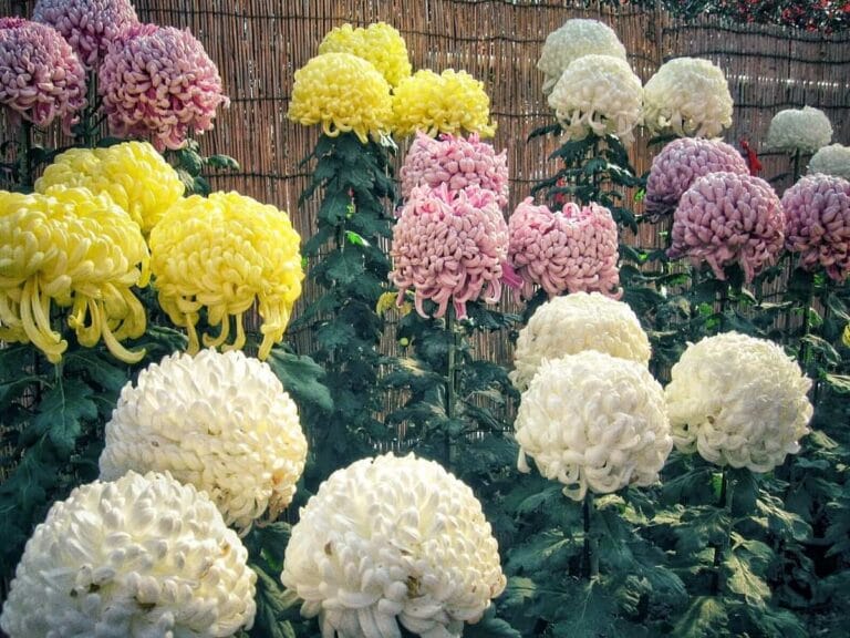 Algunas de las razones por las que las plantas no florecen