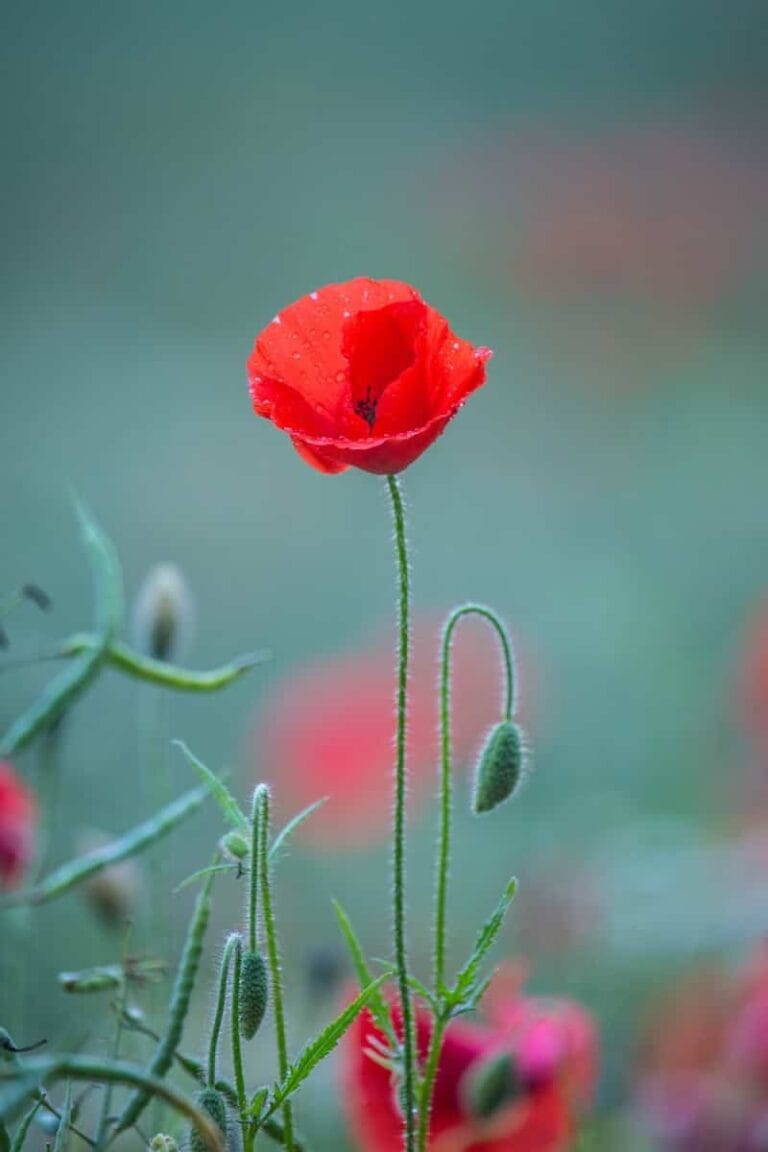 ¿Cuál es el significado de la amapola como bella flor? ¿Cuál es el significado de la amapola como bella flor?