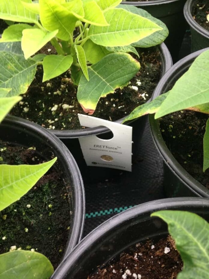 cuidar el pascuero cuidar el pascuero