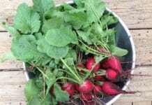 Plantas que podemos sembrar en maceta sembrar en maceta