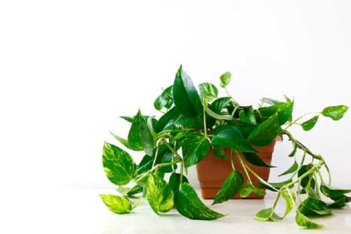 cultivar en casa