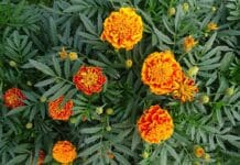 Plantas para cultivar en primavera perfectas para estos meses Plantas para cultivar en primavera