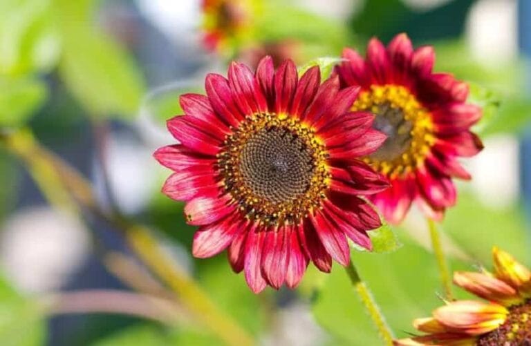 7 plantas que necesitan mucho sol en primavera