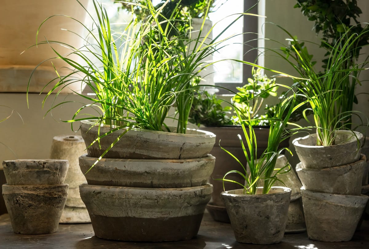 Ideas llamativas para decorar con plantas tu hogar 4 decorar con plantas