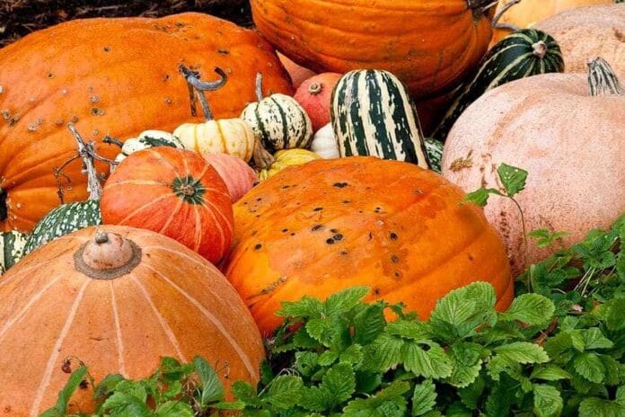 plantar en verano plantar en verano