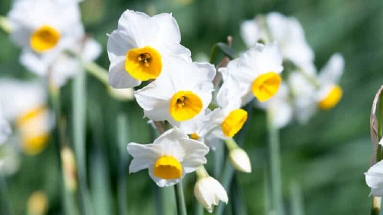 Plantas para cultivar durante el mes de agosto