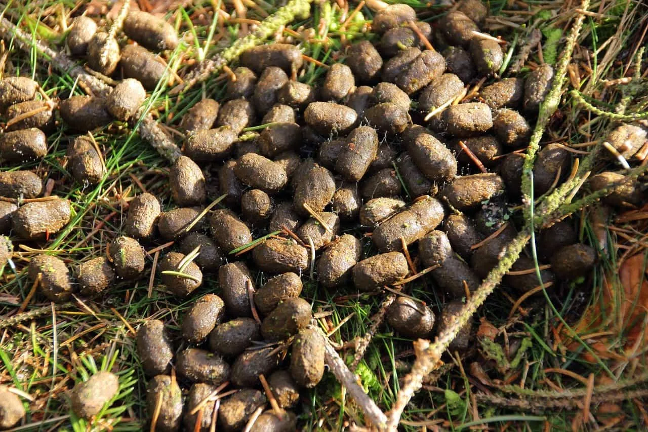 estiercol para el campo