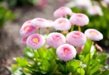 Tipos de margaritas y sus cuidados para que estén fuertes Tipos de margaritas